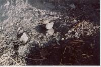 thm_Sommer2003 060.jpg